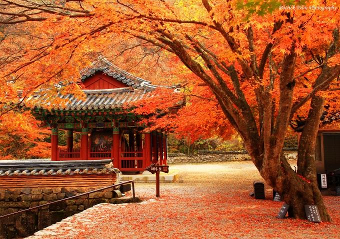 Du lịch Hàn quốc mùa thu 